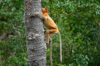 Kahau nosaty - Nasalis larvatus - Proboscis Long-nosed Monkey o8577